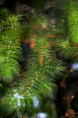 CERATOPHYLLUM demersum