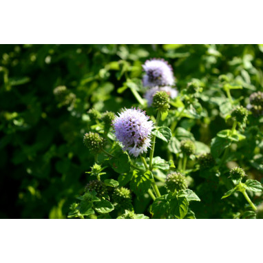 MENTHA aquatica