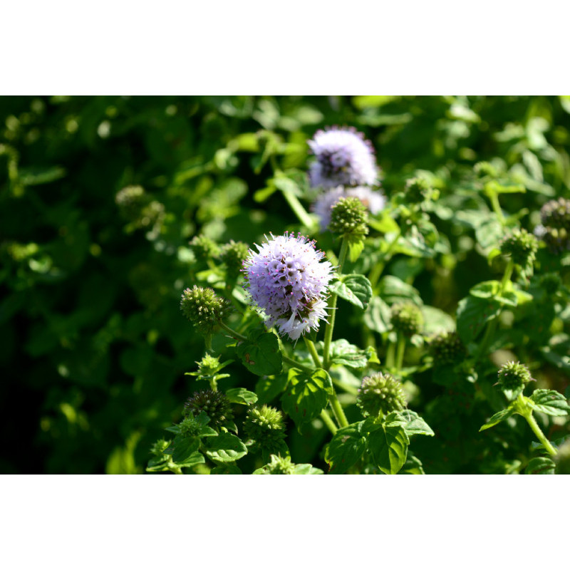 MENTHA aquatica