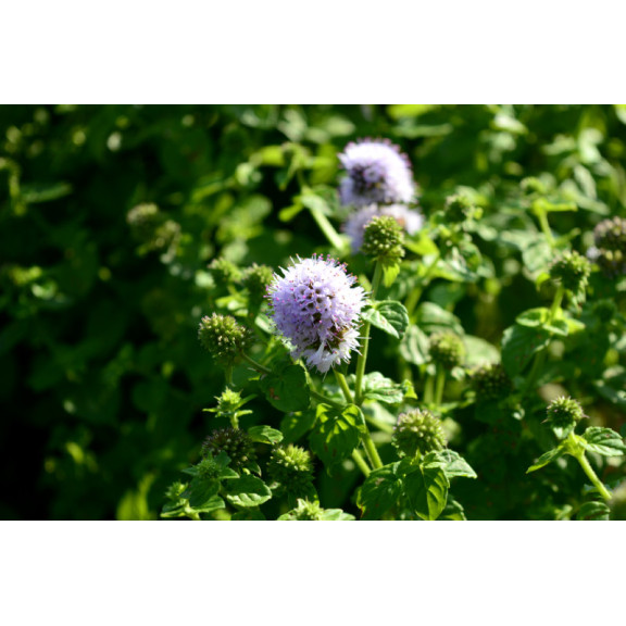 MENTHA aquatica