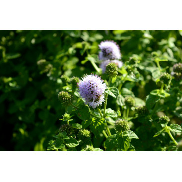 MENTHA aquatica