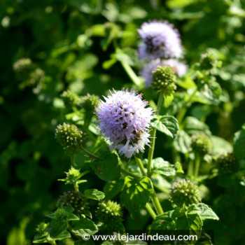 MENTHA aquatica