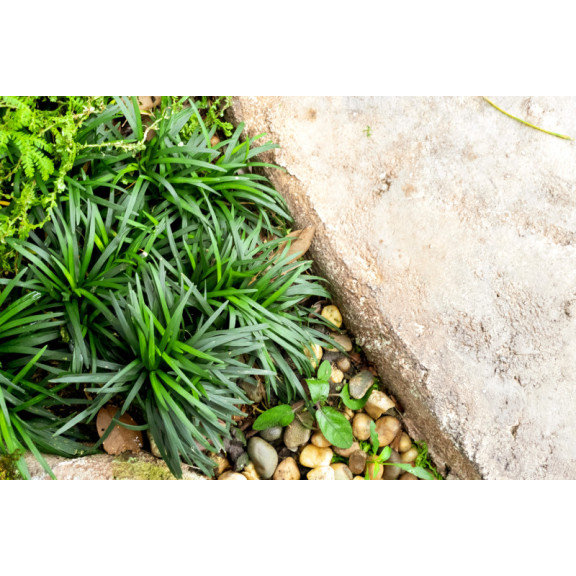 OPHIOPOGON japonicus