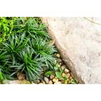 OPHIOPOGON japonicus