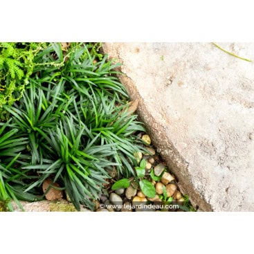OPHIOPOGON japonicus