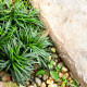 OPHIOPOGON japonicus