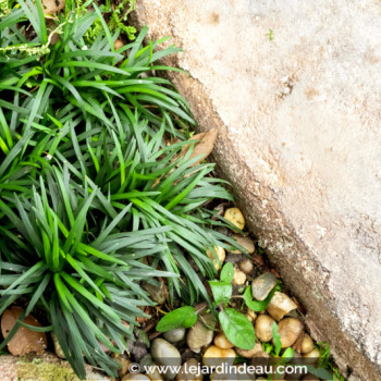 OPHIOPOGON japonicus