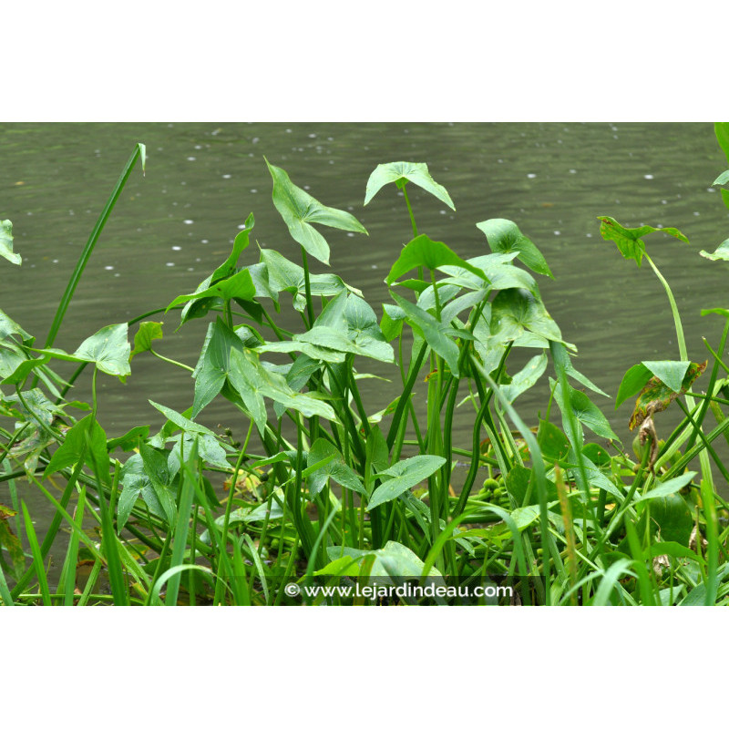 SAGITTARIA sagittifolia