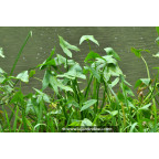 SAGITTARIA sagittifolia