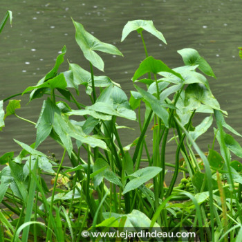 SAGITTARIA sagittifolia