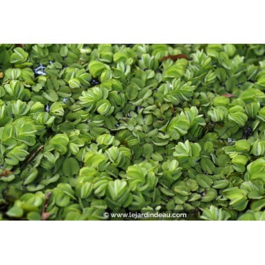 SALVINIA natans - Salvinie nageante