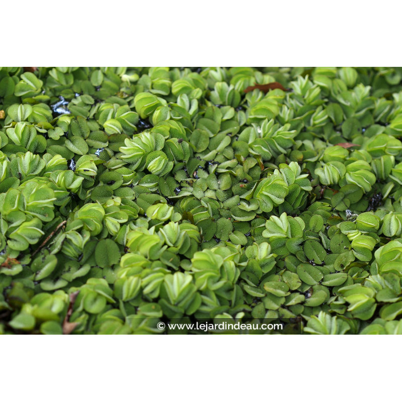 SALVINIA natans SALVINIA natans
