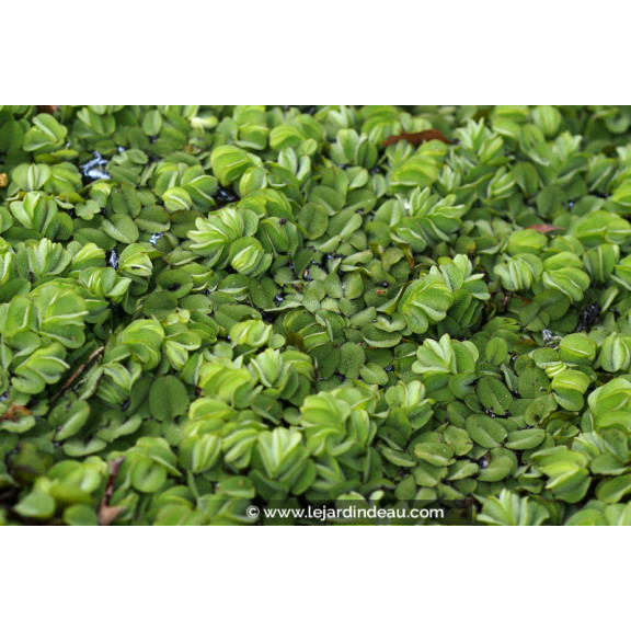 SALVINIA natans