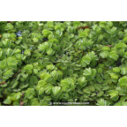 SALVINIA natans SALVINIA natans