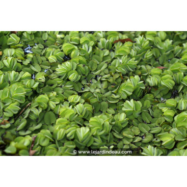 SALVINIA natans