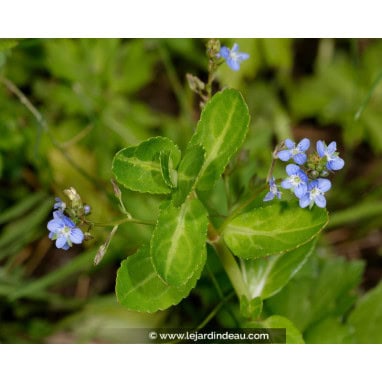 VERONICA beccabunga