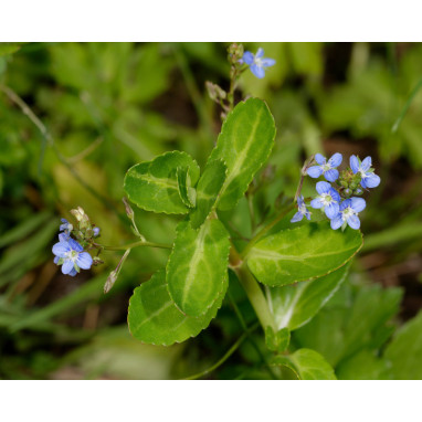 VERONICA beccabunga