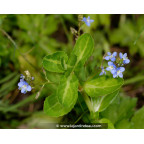 VERONICA beccabunga