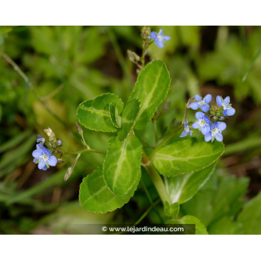VERONICA beccabunga