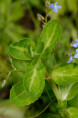 VERONICA beccabunga