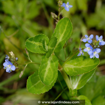 VERONICA beccabunga