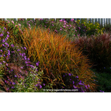 MISCANTHUS sinensis \'Purpurascens\'