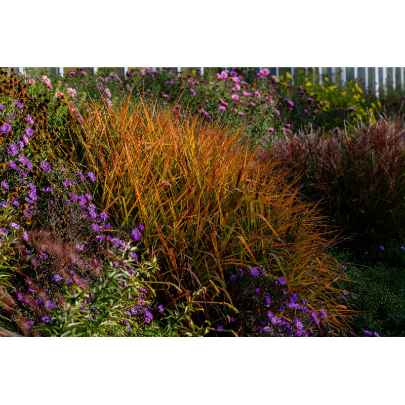 MISCANTHUS 'Purpurascens'
