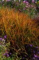MISCANTHUS 'Purpurascens'
