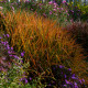 MISCANTHUS 'Purpurascens'