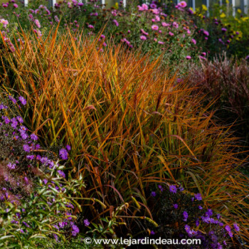 MISCANTHUS &#039;Purpurascens&#039;