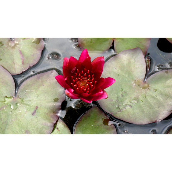 NYMPHAEA 'William Falconer'