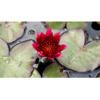 NYMPHAEA 'William Falconer'