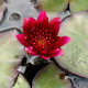 NYMPHAEA 'William Falconer'