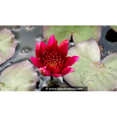 NYMPHAEA \'William Falconer\'