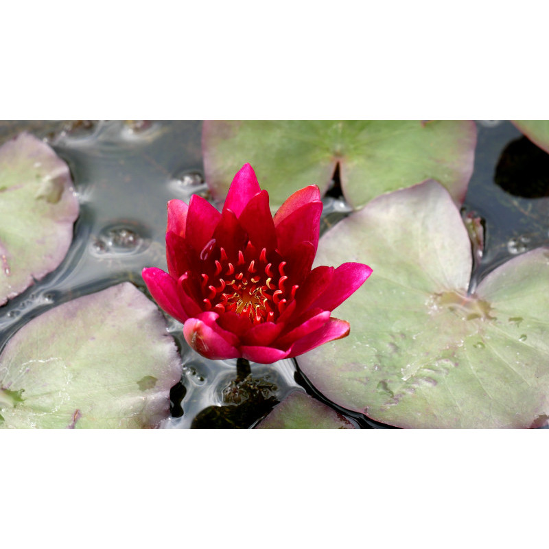NYMPHAEA 'William Falconer'