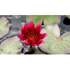 NYMPHAEA 'William Falconer'