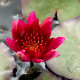 NYMPHAEA 'William Falconer'