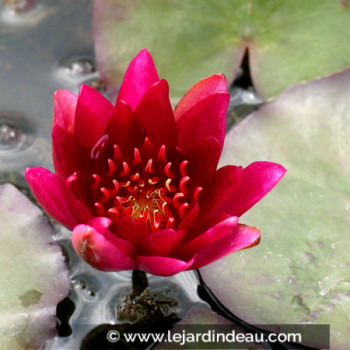 NYMPHAEA &#039;William Falconer&#039;