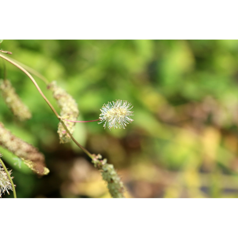 SANGUISORBA obtusa 'Alba'