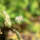 SANGUISORBA obtusa 'Alba'