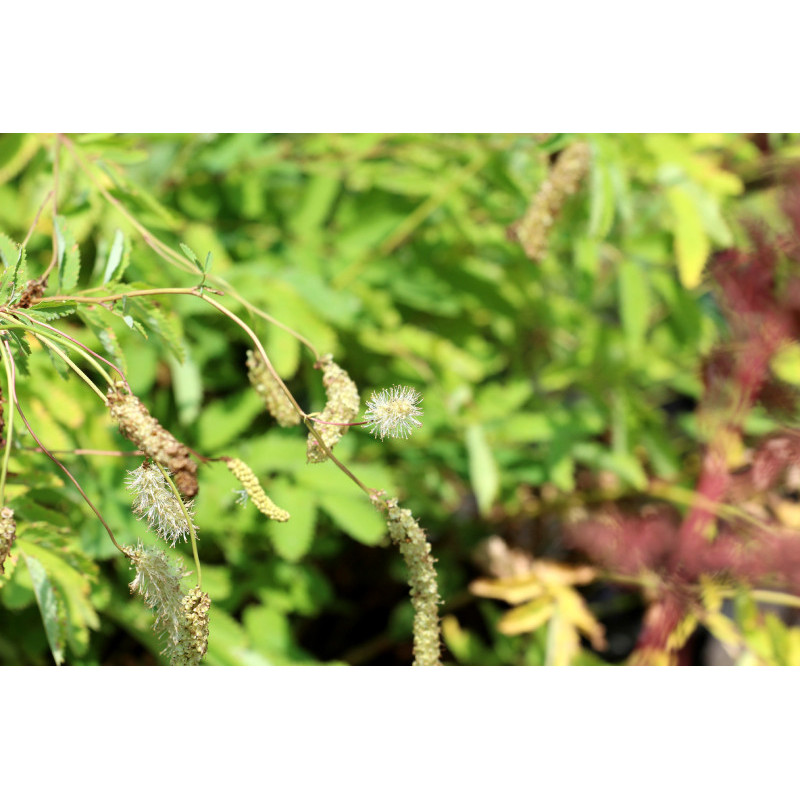 SANGUISORBA obtusa 'Alba'