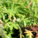 SANGUISORBA obtusa 'Alba'