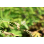 SANGUISORBA obtusa 'Alba'