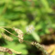 SANGUISORBA obtusa 'Alba'