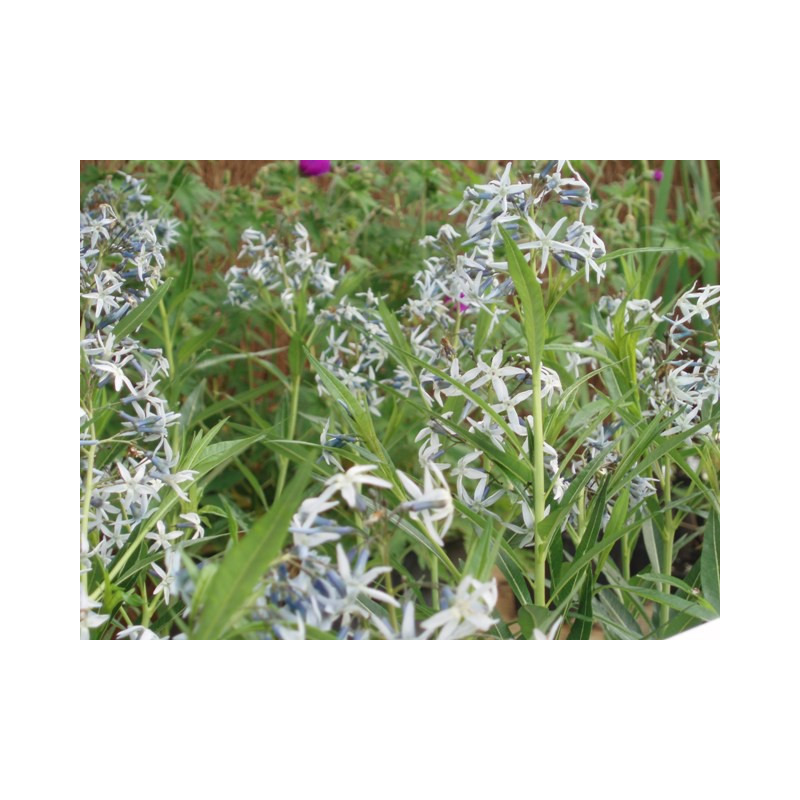 AMSONIA tabernaemontana