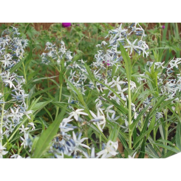 AMSONIA tabernaemontana