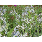 AMSONIA tabernaemontana