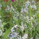 AMSONIA tabernaemontana