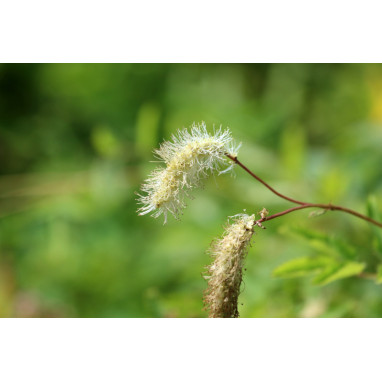 SANGUISORBA obtusa \'Alba\'