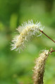 SANGUISORBA obtusa 'Alba'